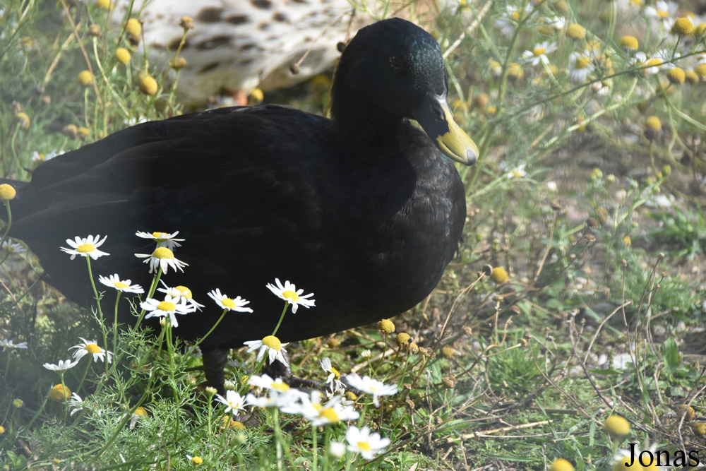 Canard domestique