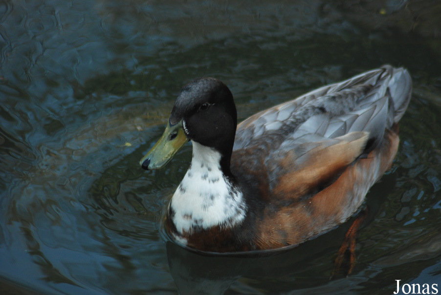Canard domestique
