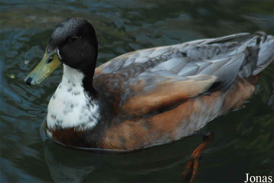 Canard domestique