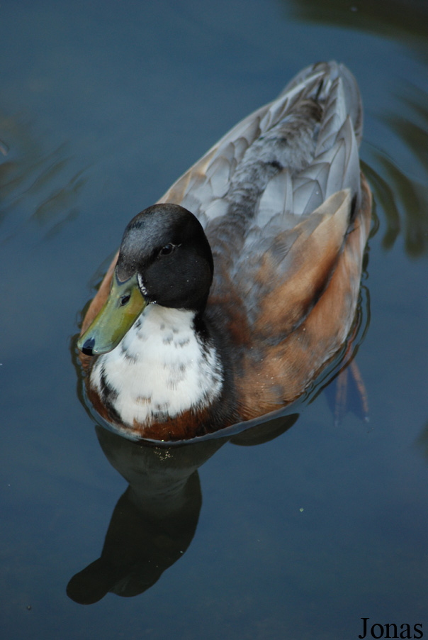 Canard domestique