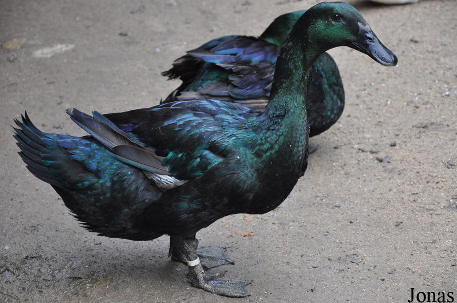 Canard domestique