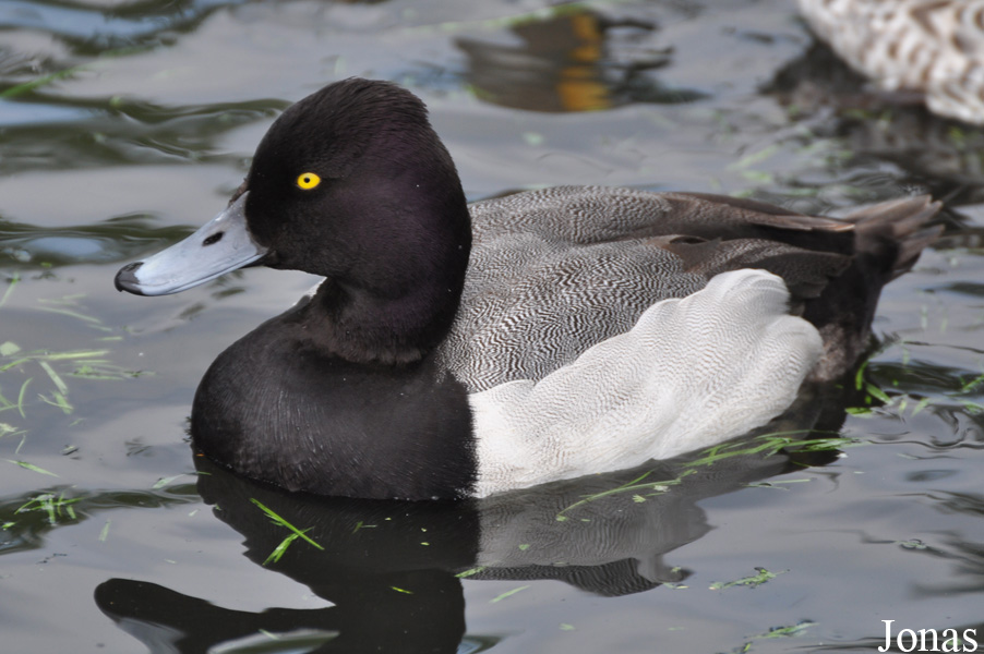 Aythya affinis