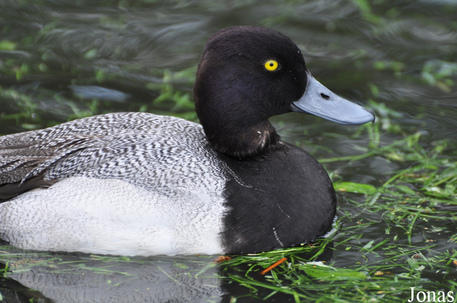 Aythya affinis