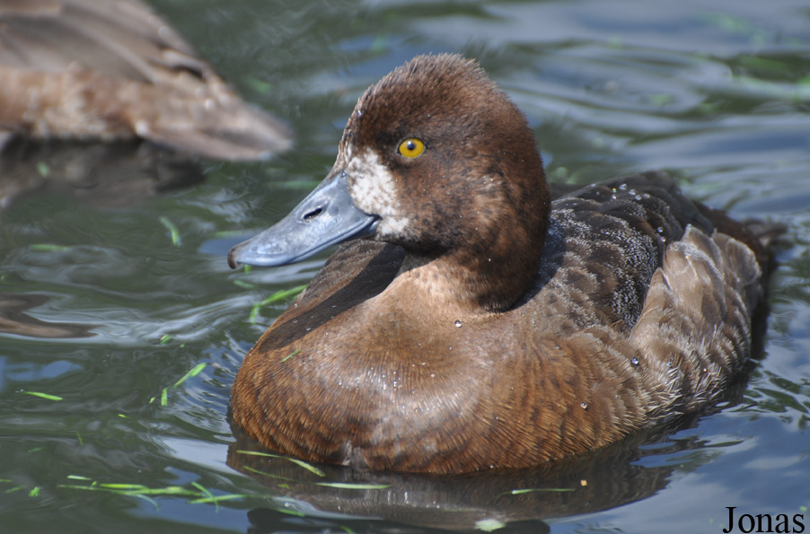 Aythya affinis