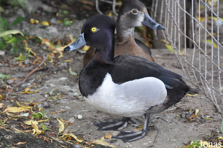 Aythya collaris