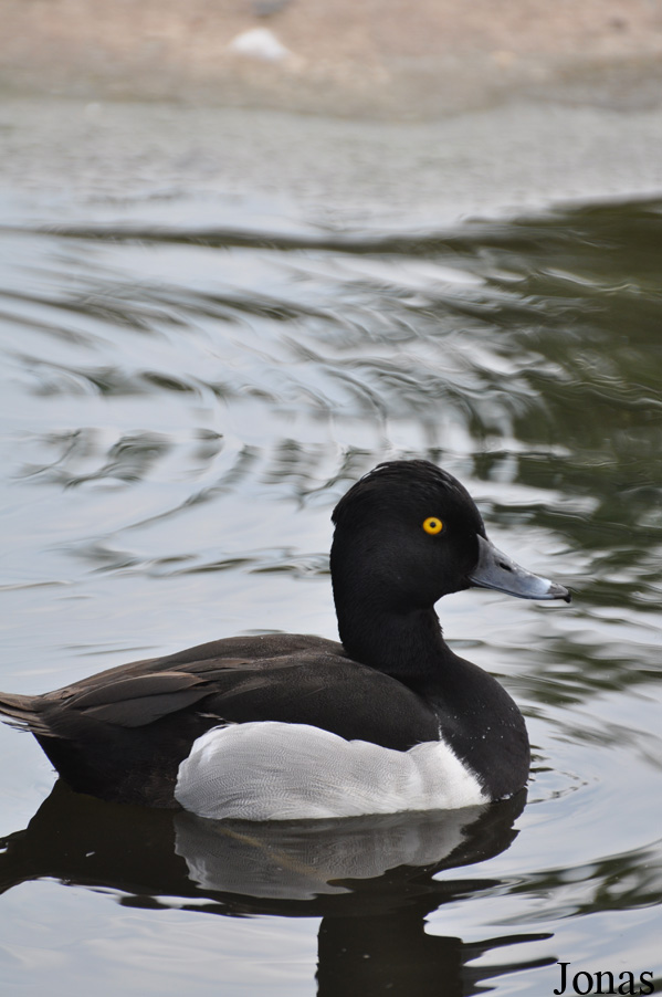 Aythya collaris