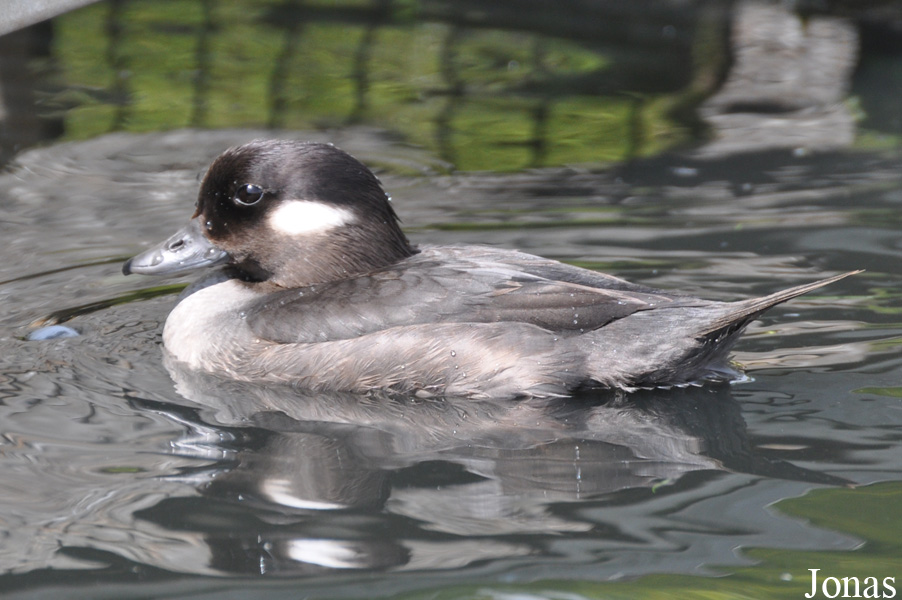 Bucephala albeola