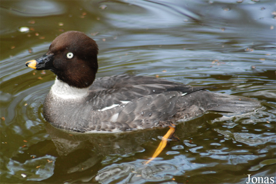 Bucephala clangula clangula