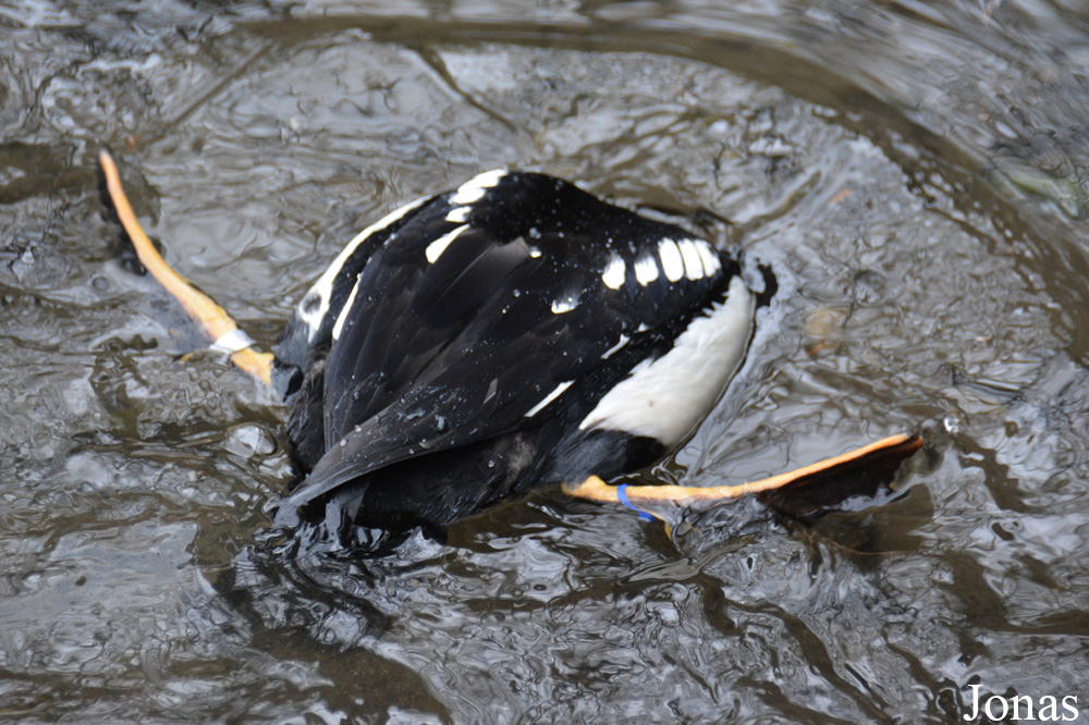 Bucephala islandica
