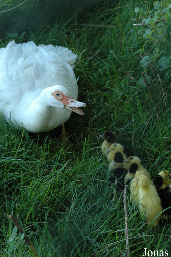 Cairina moschata