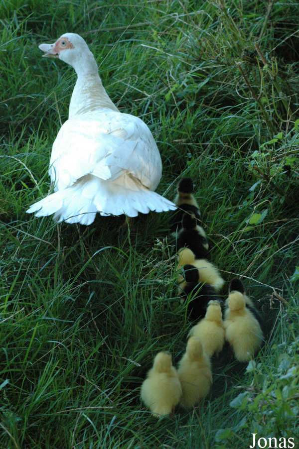 Cairina moschata