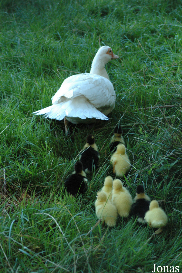 Cairina moschata