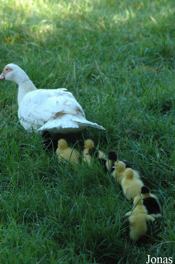 Cairina moschata
