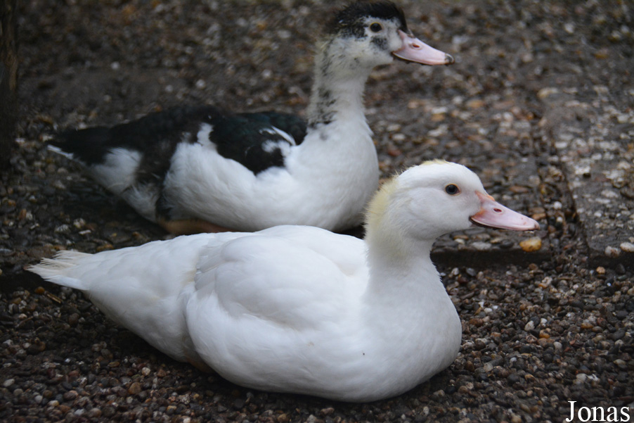 Cairina moschata