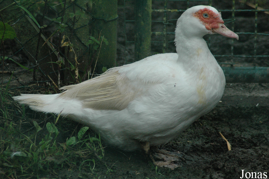 Cairina moschata