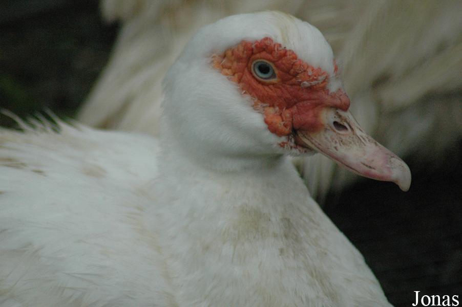 Cairina moschata