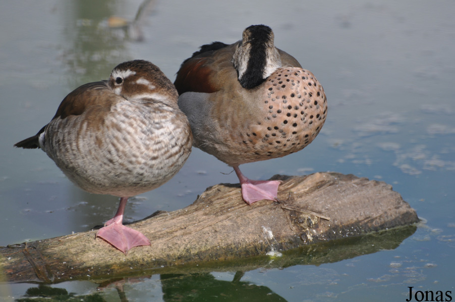 Callonetta leucophrys