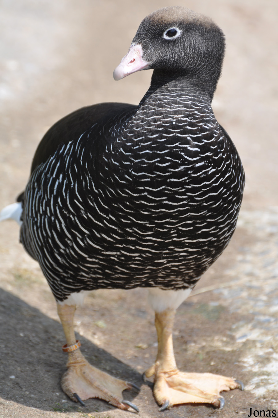 Chloephaga hybrida