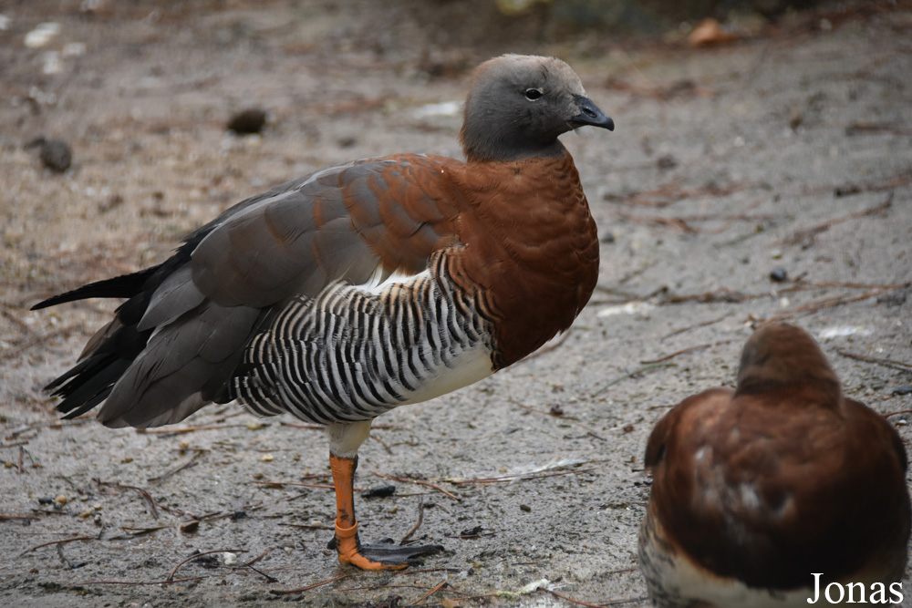Chloephaga poliocephala