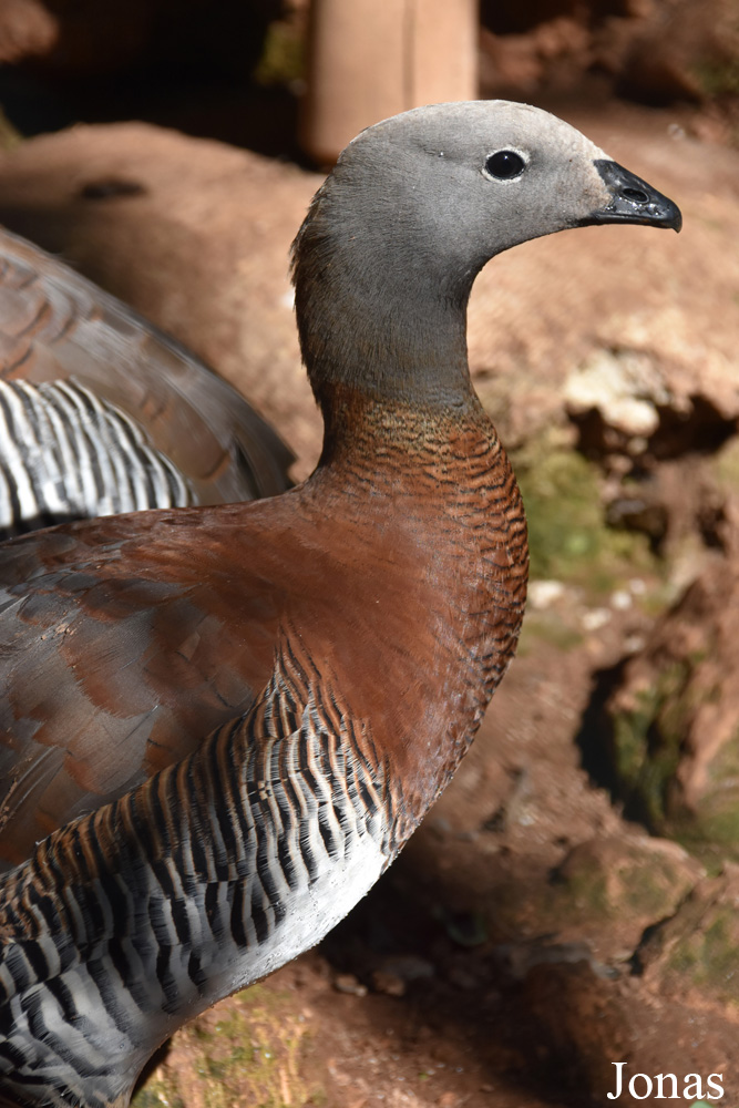 Chloephaga poliocephala
