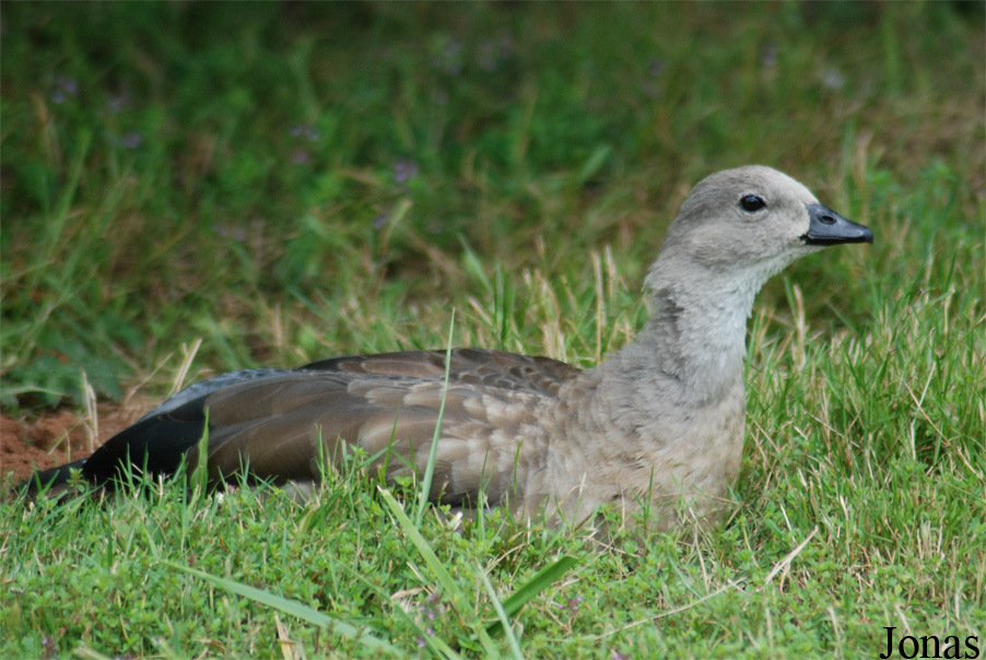 Cyanochen cyanoptera