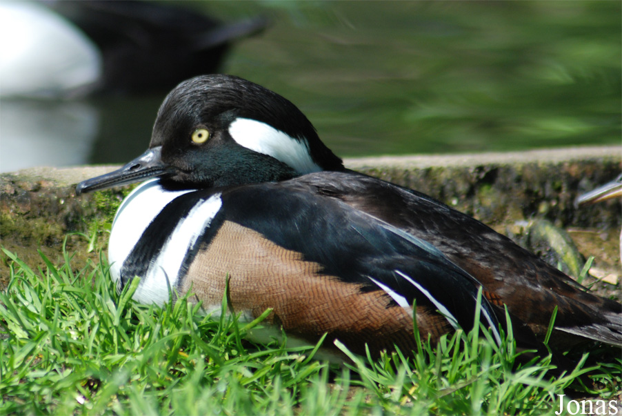 Lophodytes cucullatus
