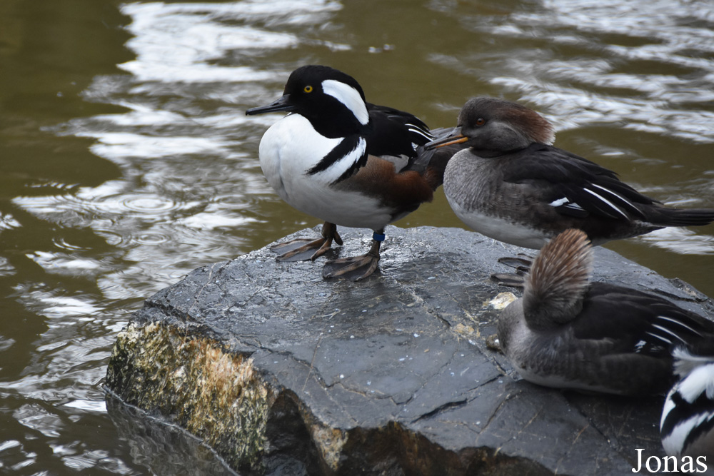 Lophodytes cucullatus