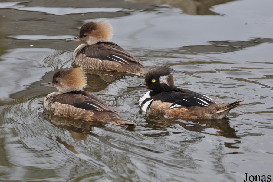 Lophodytes cucullatus