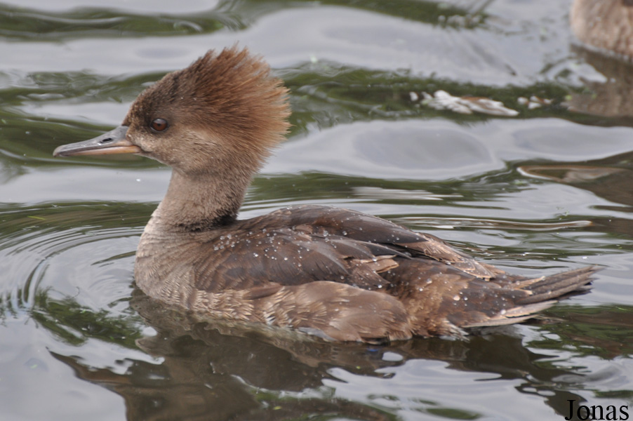 Lophodytes cucullatus