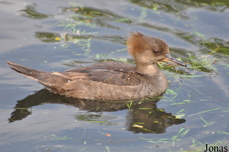 Lophodytes cucullatus
