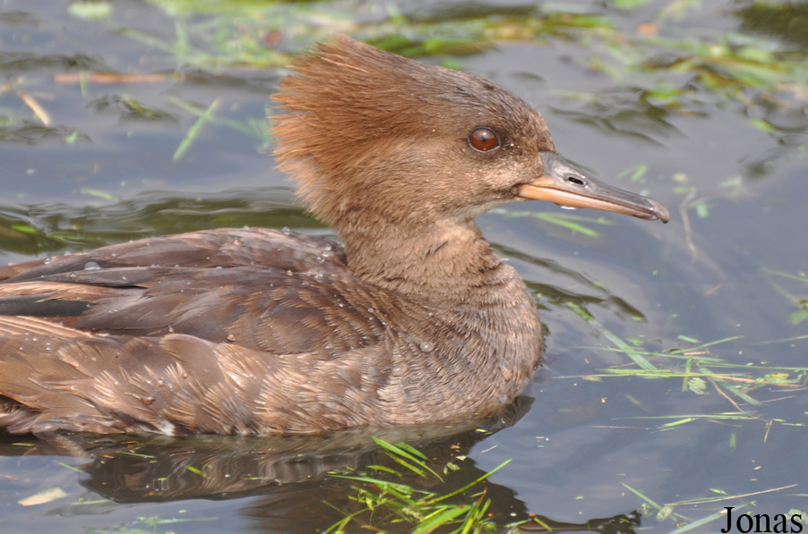 Lophodytes cucullatus