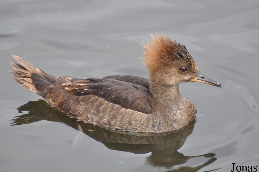 Lophodytes cucullatus