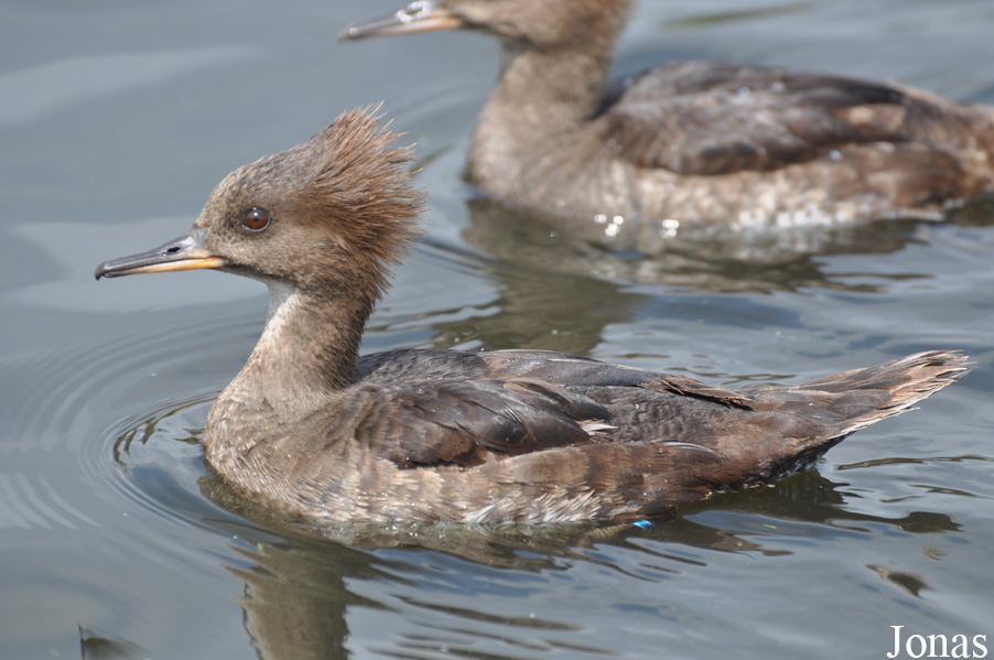 Lophodytes cucullatus