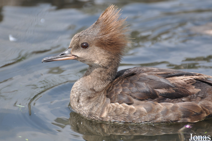 Lophodytes cucullatus