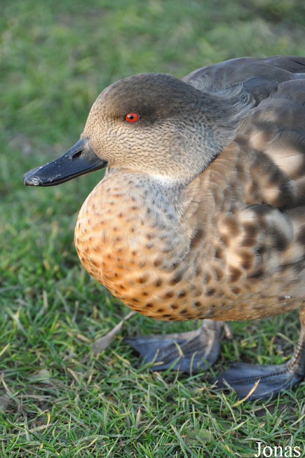 Lophonetta specularioides specularioides
