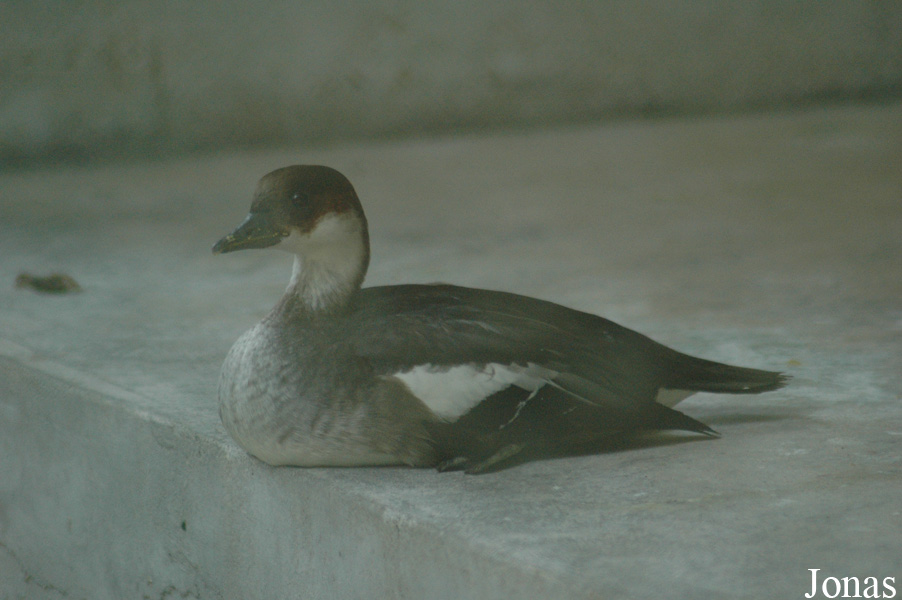 Mergellus albellus