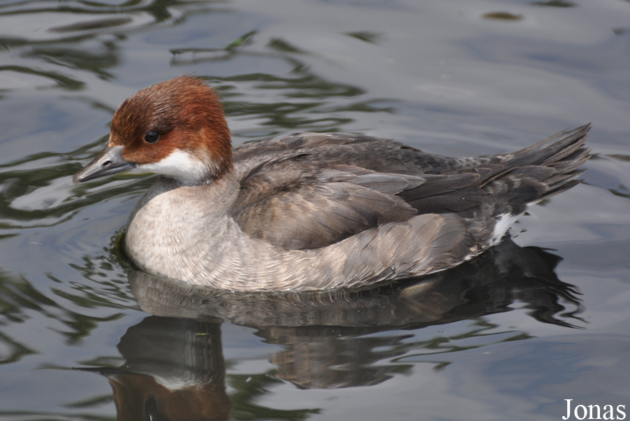 Mergellus albellus