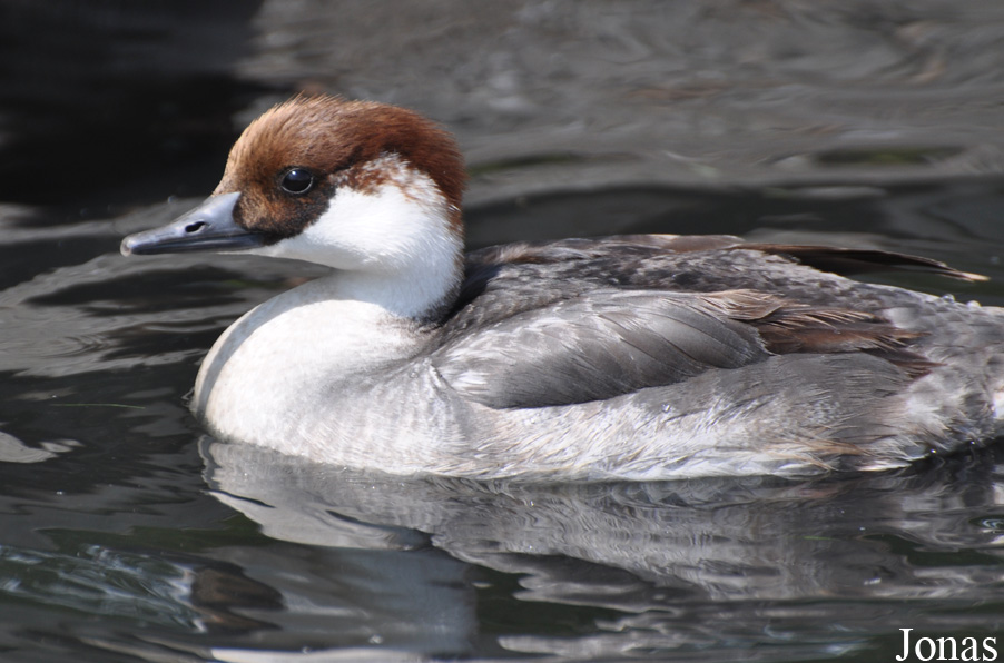 Mergellus albellus
