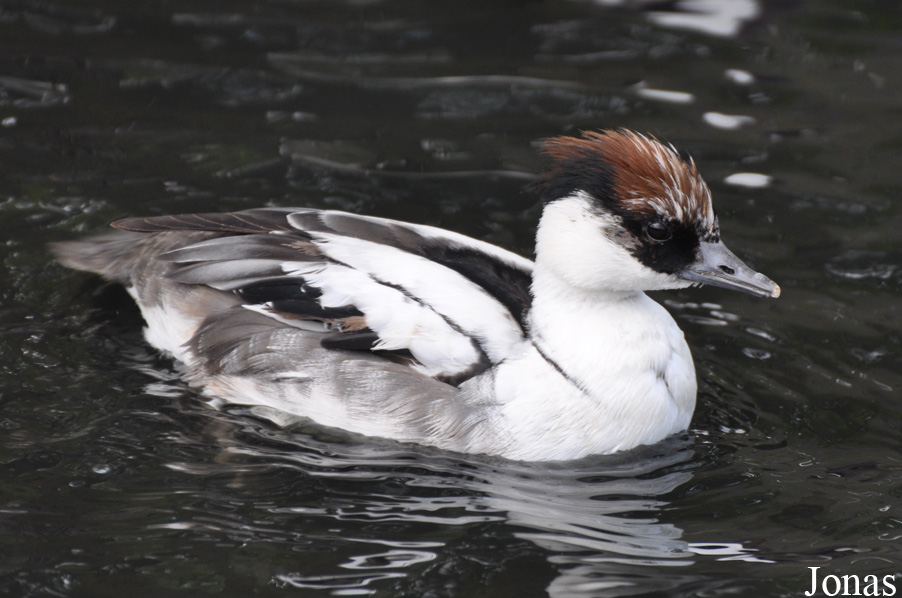 Mergellus albellus
