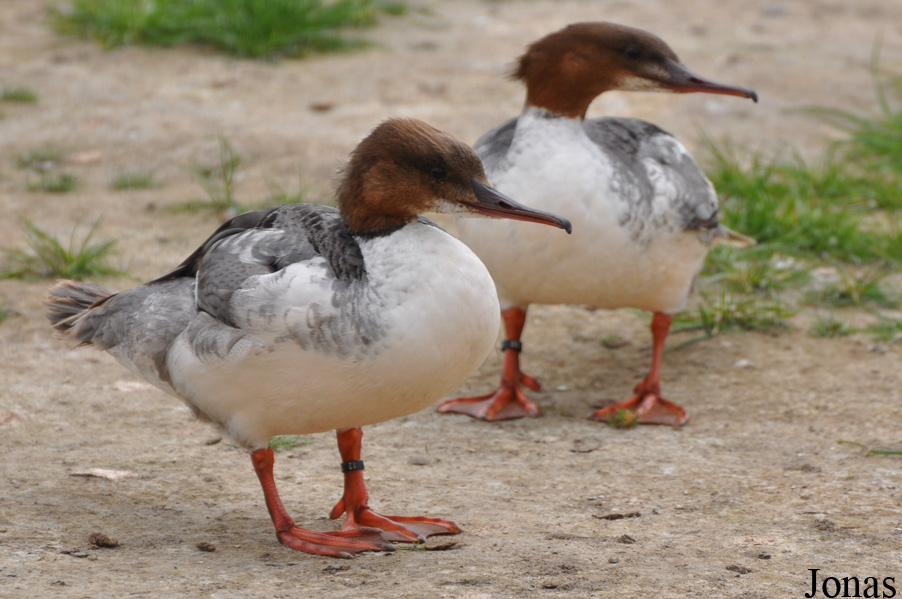 Mergus merganser merganser