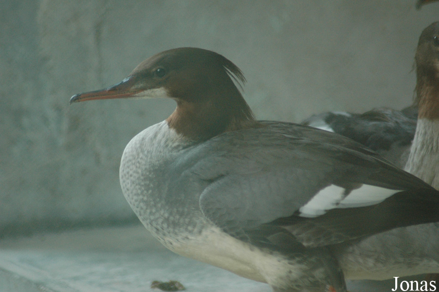 Mergus merganser orientalis