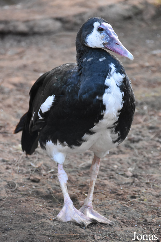 Plectropterus gambensis gambensis