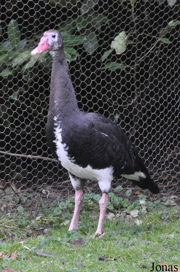 Plectropterus gambensis niger