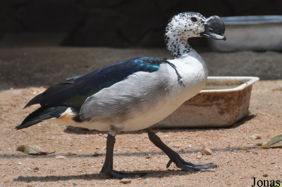 Sarkidiornis melanotos