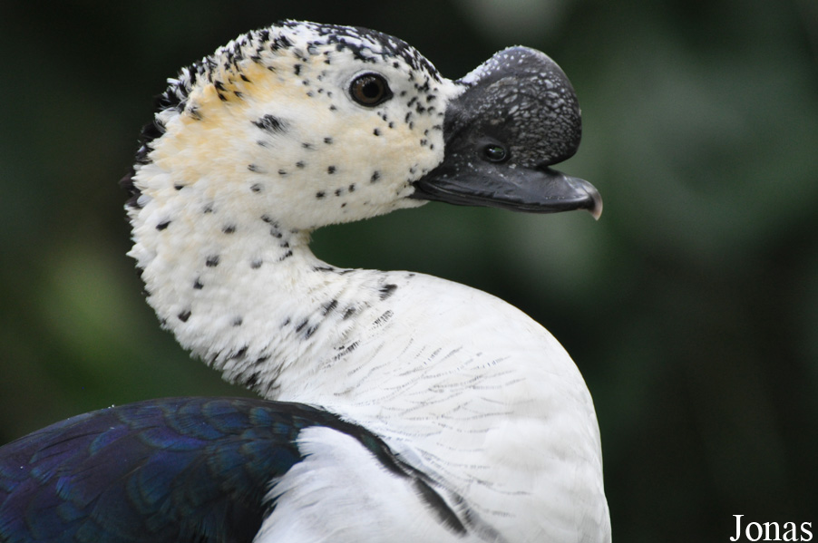Sarkidiornis melanotos