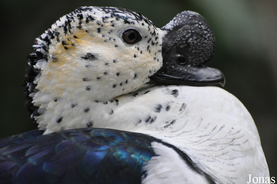 Sarkidiornis melanotos