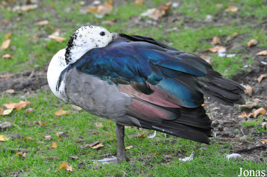 Sarkidiornis melanotos