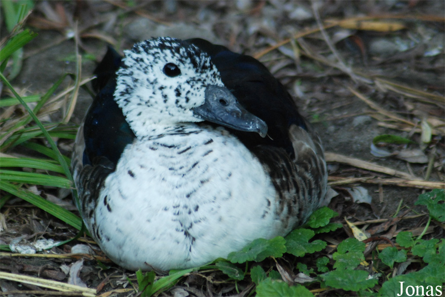 Sarkidiornis sylvicola
