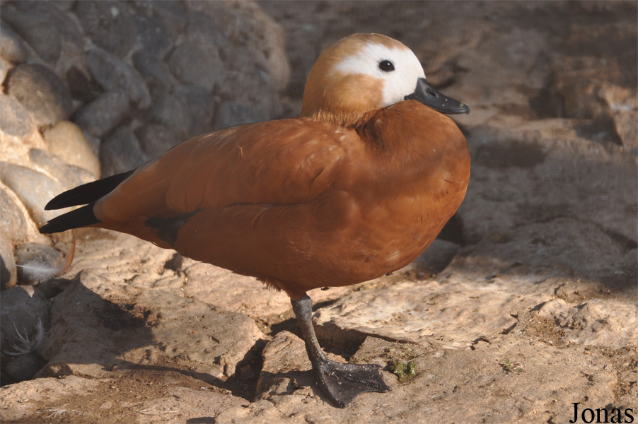 Tadorna ferruginea