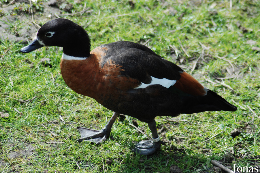 Tadorna tadornoides